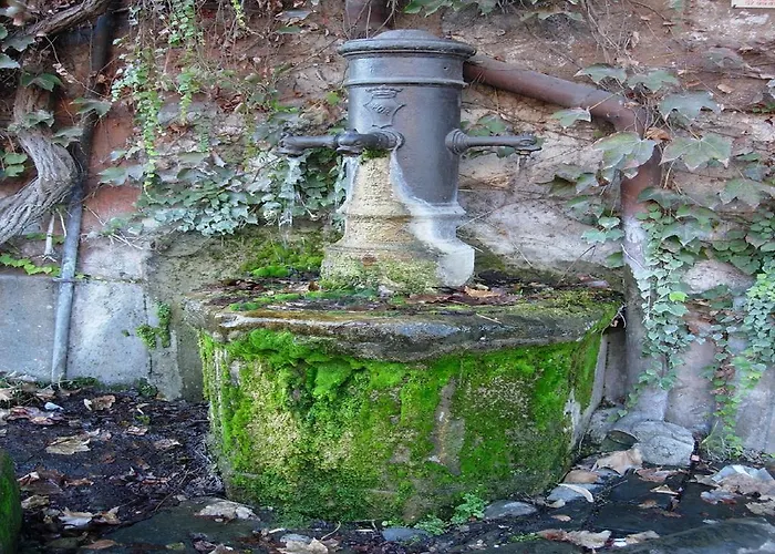 Orange Garden